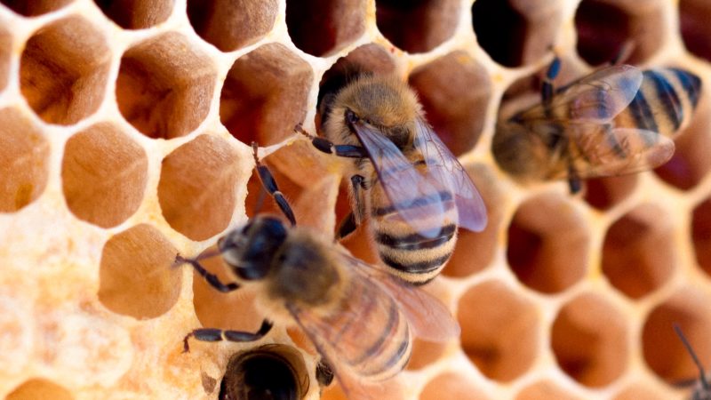 Abeilles dans les alvéoles de la ruche, les vertus du pollen