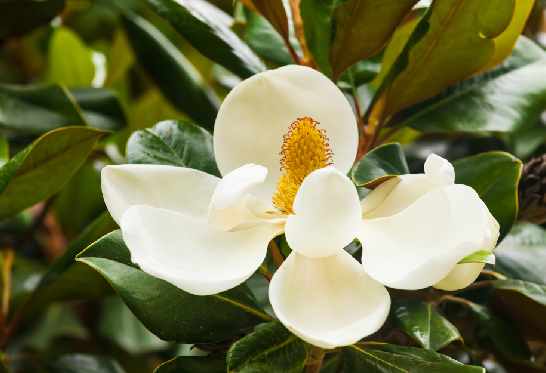 Fleur d'oranger soulage Hélicobacter Pylori