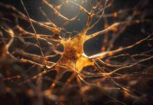 Lire la suite à propos de l’article Les neurotransmetteurs à l’origine de notre bien-être