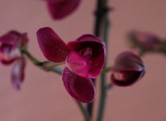 Orchidées