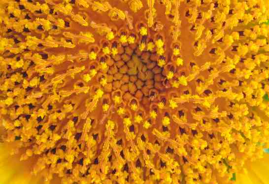 Pollen de fleur vertus du pollen