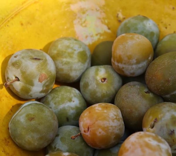 Saladier de prunes