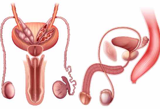 Schéma prostate