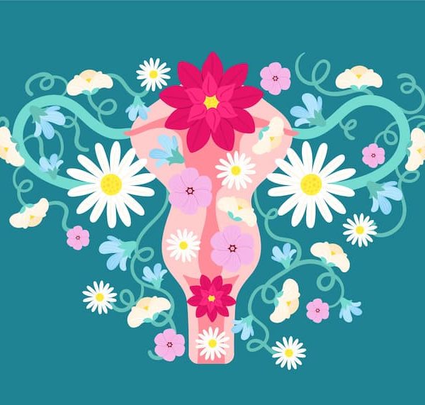 Schéma appareil gynécologique féminin, accompagnement naturel de l'endométriose.